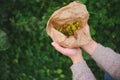 Hands of a herbalist holding recyclable paper bag with medicinal flowers while collecting healing herbs in the meadow