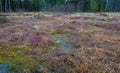 Heidenreichsteiner Moor - the marshland in Austria (peat bog, peatbog) Royalty Free Stock Photo