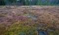 Heidenreichsteiner Moor - the marshland in Austria (peat bog, peatbog) Royalty Free Stock Photo