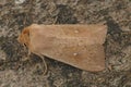 Closeup on the Clay owlet moth, Mythimna ferrago on a piece of wood