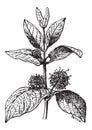 Naucleeae, vintage engraving