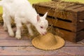 Naughty baby goat Royalty Free Stock Photo