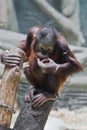 naughty orangutan looking down, cute baby monkey