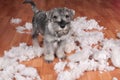 Naughty bad cute schnauzer puppy dog made a mess at home, destroyed plush toy. The dog is home alone. Royalty Free Stock Photo