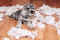 Naughty bad cute schnauzer puppy dog made a mess at home, destroyed plush toy. The dog is home alone.