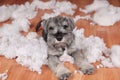 Naughty bad cute schnauzer puppy dog made a mess at home, destroyed plush toy. The dog is home alone. Royalty Free Stock Photo