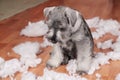 Naughty bad cute schnauzer puppy dog made a mess at home, destroyed plush toy. The dog is home alone. Royalty Free Stock Photo