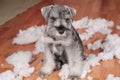 Naughty bad cute schnauzer puppy dog made a mess at home, destroyed plush toy. The dog is home alone. Royalty Free Stock Photo