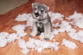 Naughty bad cute schnauzer puppy dog made a mess at home, destroyed plush toy. The dog is home alone. Royalty Free Stock Photo