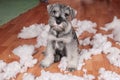 Naughty bad cute schnauzer puppy dog made a mess at home, destroyed plush toy. The dog is home alone.