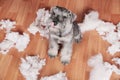 Naughty bad cute schnauzer puppy dog made a mess at home, destroyed plush toy. The dog is home alone.