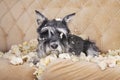 Naughty bad schnauzer puppy dog lies on a couch that she has just destroyed. Royalty Free Stock Photo