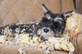 Naughty bad schnauzer puppy dog lies on a couch that she has just destroyed. Royalty Free Stock Photo