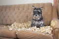 Naughty bad schnauzer puppy dog lies on a couch that she has just destroyed. Royalty Free Stock Photo
