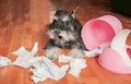 Naughty bad schnauzer puppy dog playing with papers from garbage basket.Dog lies among the torn paper.Mischief dog home.