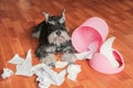 Naughty bad schnauzer puppy dog playing with papers from garbage basket.Dog lies among the torn paper.Mischief dog home. Royalty Free Stock Photo