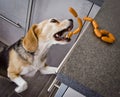 A naughty Beagle, a dog, steals sausages