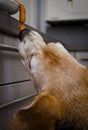 A naughty Beagle, a dog, steals sausages