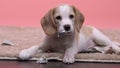 Naughty beagle puppy chewing owners money stash, cute little prankster pet