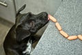 A naughty black dog steals sausages from the table