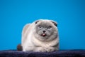 naughty blue point scottish fold making funny face sticking out tongue