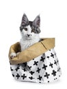Naughty blue tabby high white harlequin maine coon cat kitten sitting in black and white paper bag with paws on the edge, looking