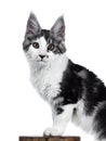 Head shot of Naughty blue tabby high white harlequin maine coon cat kitten standing with front paws on wood