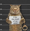 Naughty cat ate steak Royalty Free Stock Photo