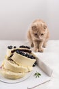 Naughty cat with broken cake. Punishment and regret. Bad luck. Cute scottish fold cat