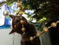 Naughty cat chewing on Christmas tree decorations