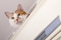 Naughty cat close-up Royalty Free Stock Photo