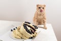 Naughty cat licking his lips with crashed cake. Bold cat. Gourmet. Cute scottish fold cat. Rogue