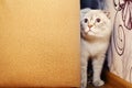 Naughty cat peeking out from behind the sofa Royalty Free Stock Photo