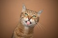 naughty cat sticking out tongue on fawn background