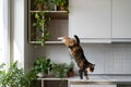 Naughty cat friend jumps from shelf of white wall cabinet landing on kitchen countertop at home