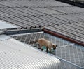 Naughty cat walking on neighbour house wide roof