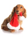 Naughty Christmas dog Royalty Free Stock Photo