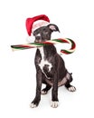 Naughty Christmas Puppy Eating Candy Cane