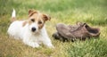 Naughty cute happy dog puppy looking in the grass with chewed shoes