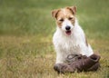 Naughty cute happy dog puppy sitting in the grass with a chewed shoe