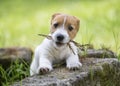 Naughty cute pet dog puppy playing