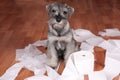 Naughty cute schnauzer puppy dog made a mess at home. The dog is home alone.