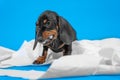 Naughty dachshund puppy steals roll of toilet paper, unwinds it, gets tangled, and nibbles on the loot. Active baby dog