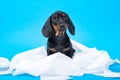 Naughty dachshund puppy stole and tore toilet paper, got tangled, looks guilty at the owner. Hyperactive baby dog stayed