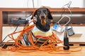 Naughty dachshund was left at home alone and made a mess. Dog in striped t-shirt scattered and tore apart wires and