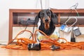 Naughty dachshund was left at home alone and made a mess. Dog in striped t-shirt scattered and tore apart wires and