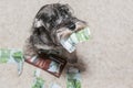 Naughty dog, bad schnauzer puppy in the middle of mess of torn money. Bad dog sitting on the torn pieces of euro notes.