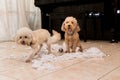 Naughty dog destroyed tissue roll into pieces when home alone Royalty Free Stock Photo