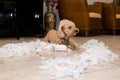Naughty dog destroyed tissue roll into pieces when home alone Royalty Free Stock Photo