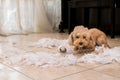 Naughty dog destroyed tissue roll into pieces when home alone Royalty Free Stock Photo